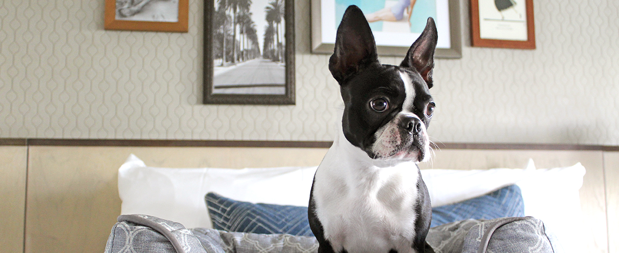 La Valencia Hotel, Pet-Friendly