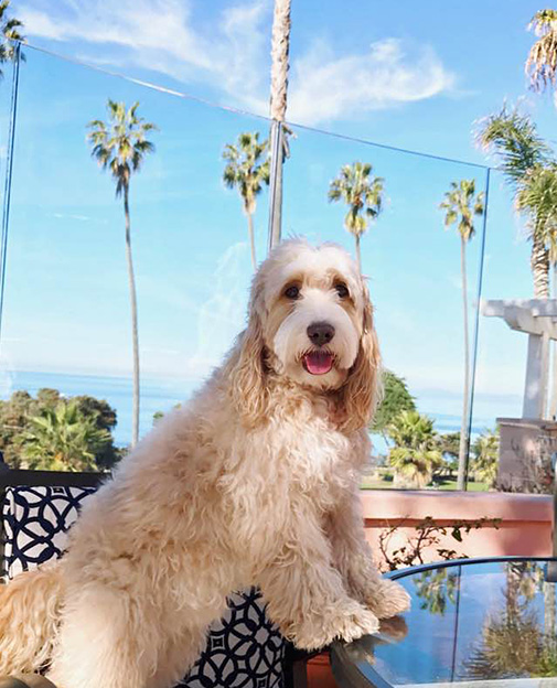 A PetFriendly La Jolla Hotel La Valencia Hotel