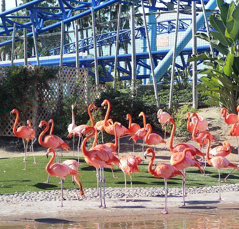 Are Dogs Allowed In The San Diego Zoo